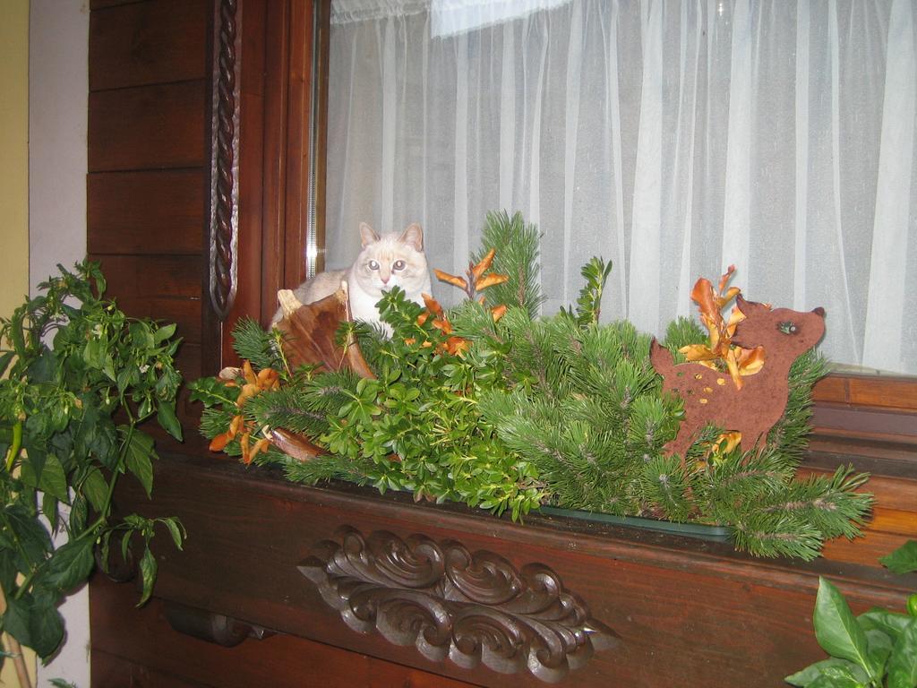 Haus Rosswiese Daire Strobl Dış mekan fotoğraf